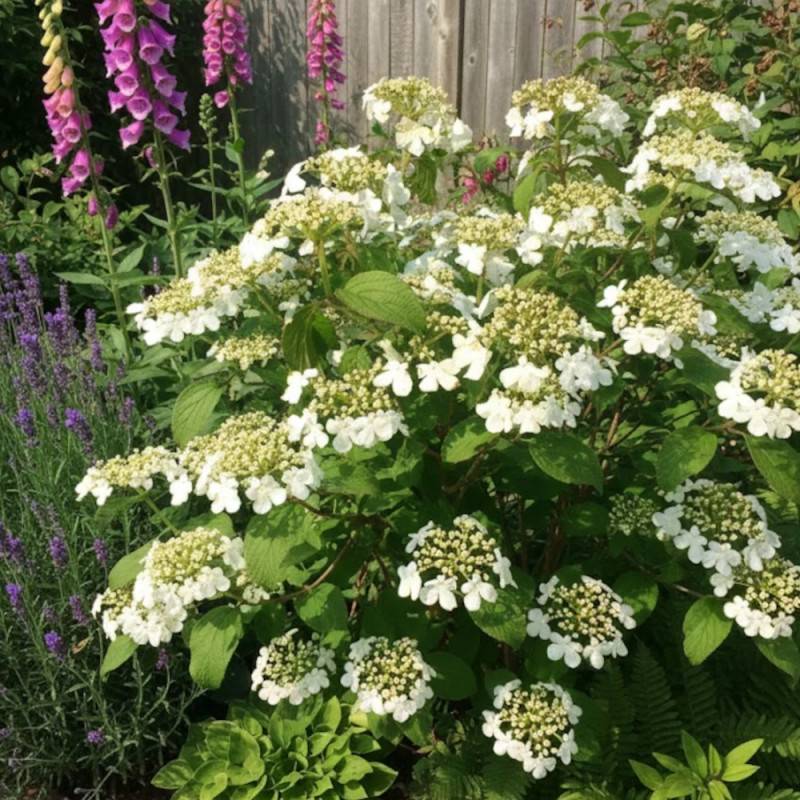 Viorne de Chine Watanabe, Viburnum à fleurs Blanche - feuillage Caduc - Pot de 3L - 40/60 cm-  hauteur à maturité De 1,00 m à 1,50 m - Imagen 3