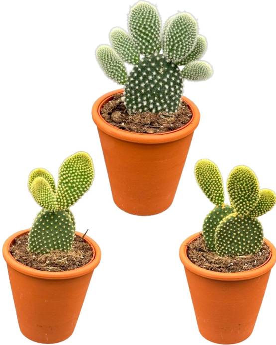 Opuntia Microdasys en Pot Terracotta - Lot de 3- La Green Touch - Image 1