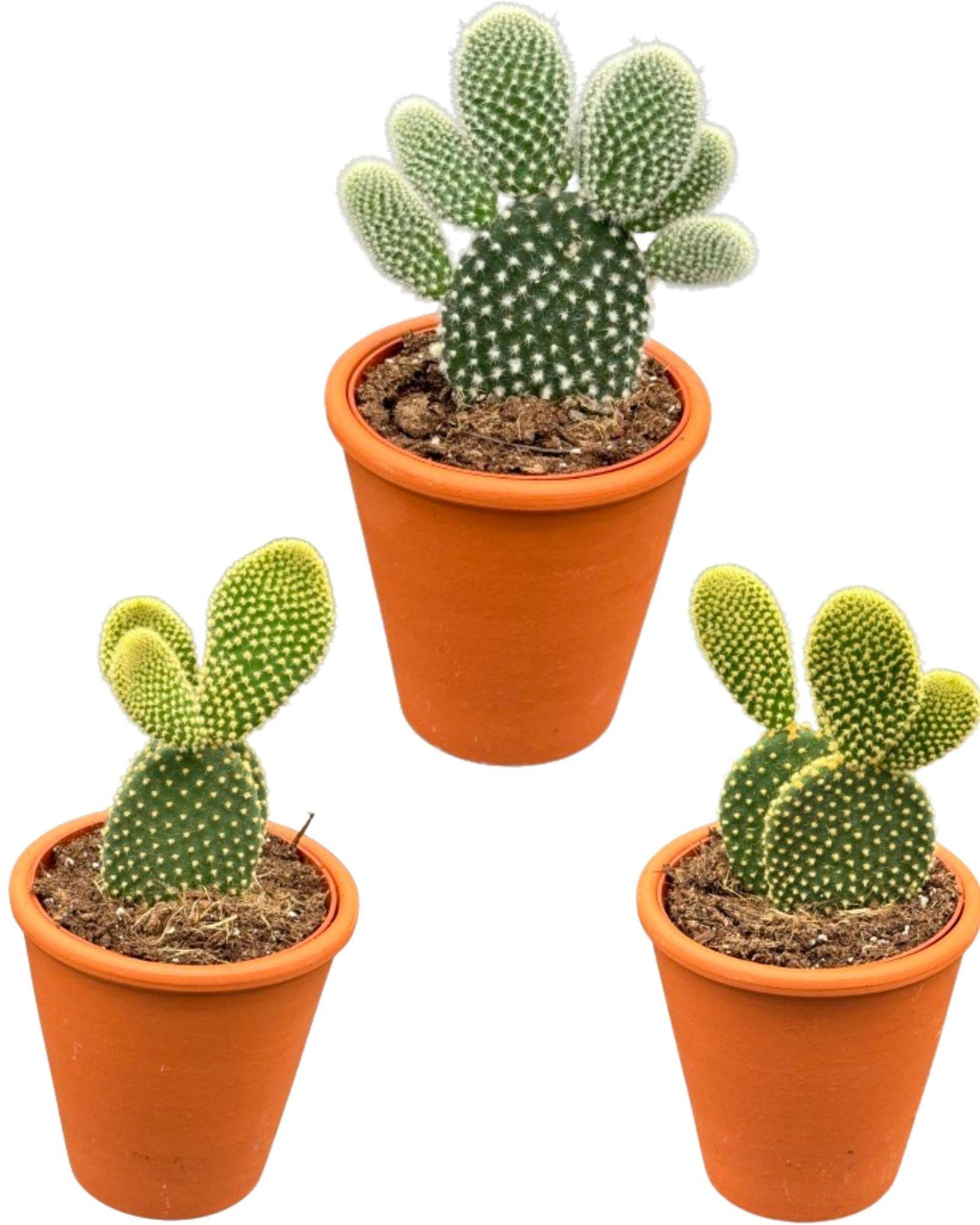 Opuntia Microdasys en Pot Terracotta - Lot de 3- La Green Touch