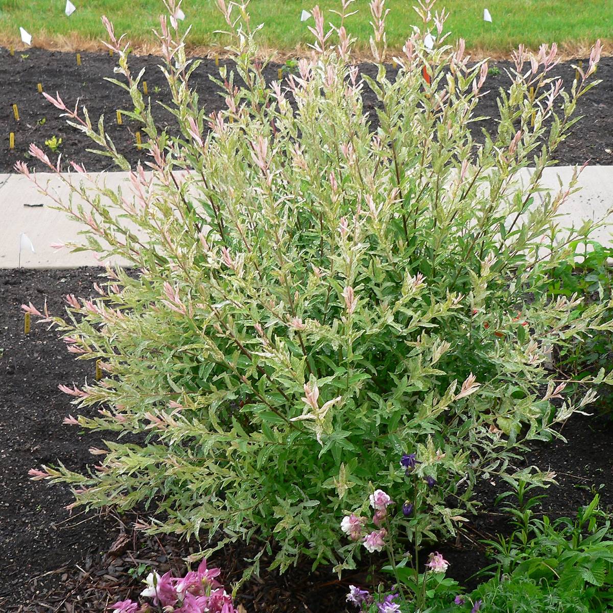 Saule crevette - Salix integra Flamingo Pot de 2L/3L, Greffé sur tige