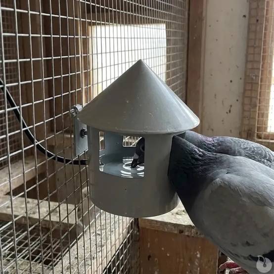 Autre - Abreuvoir automatique à grit pour pigeon Diam. 22 - Image 6