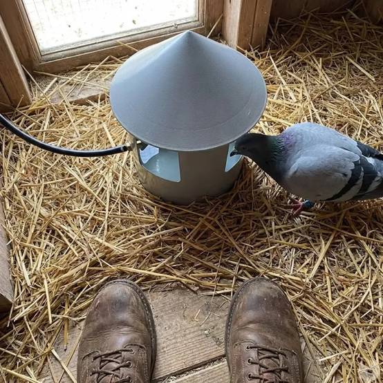 Autre - Abreuvoir automatique à grit pour pigeon Diam. 22 - Image 4