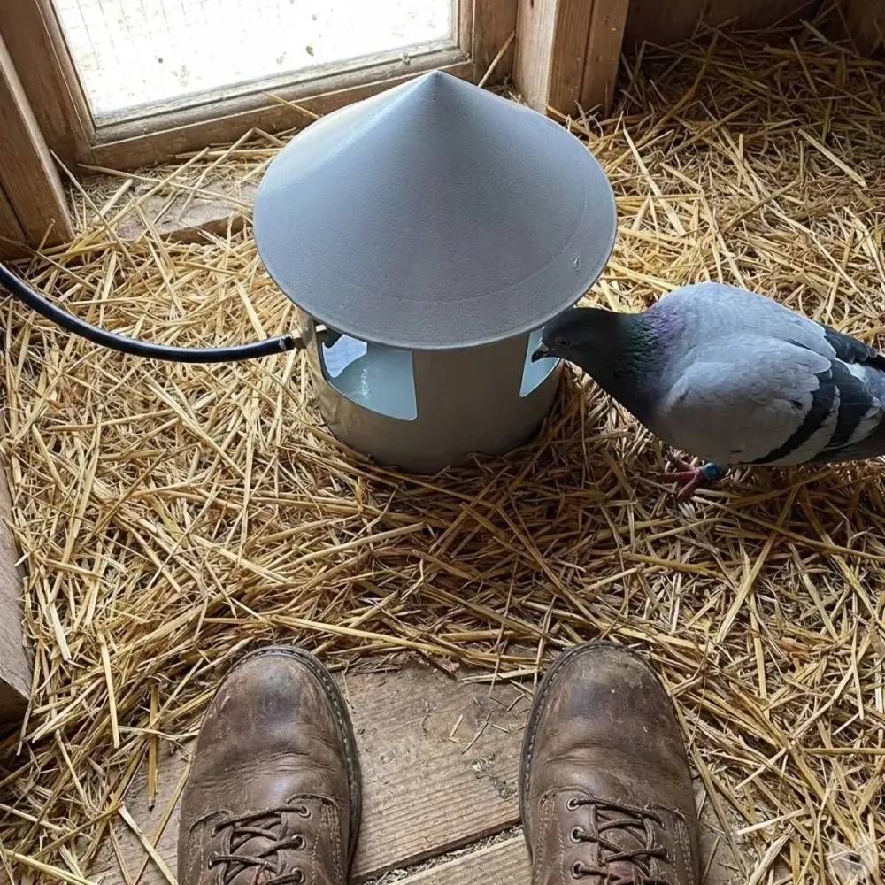 Autre - Abreuvoir automatique à grit pour pigeon Diam. 22 - Image 4