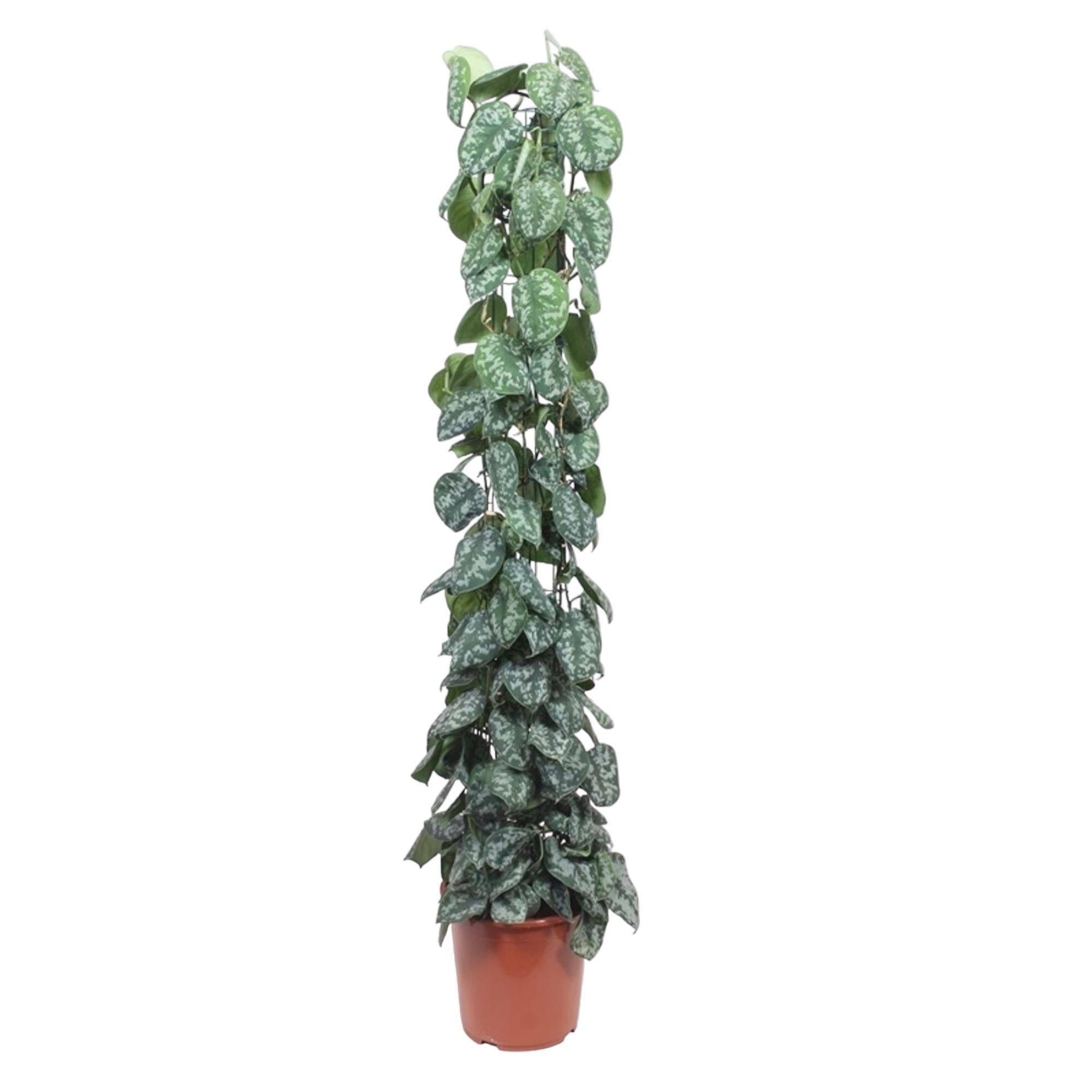 Scindapsus Pictus Trebie Gaasrek - D27 H160cm
