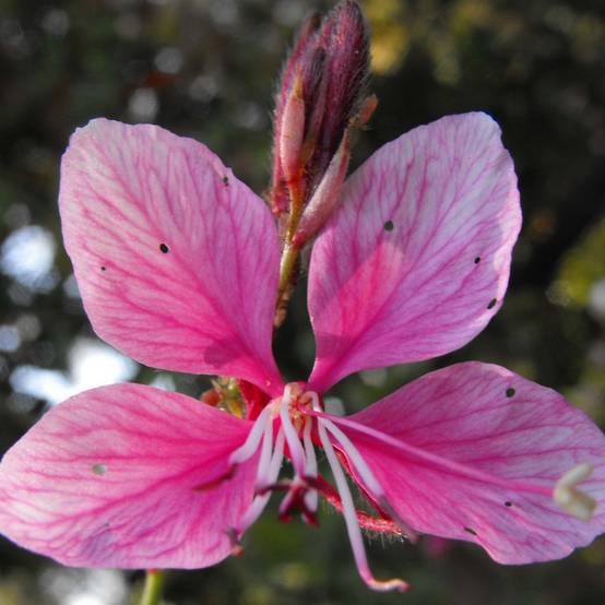 Gaura lindheimeri rose Siskiyou pink Pot de 2L/3L