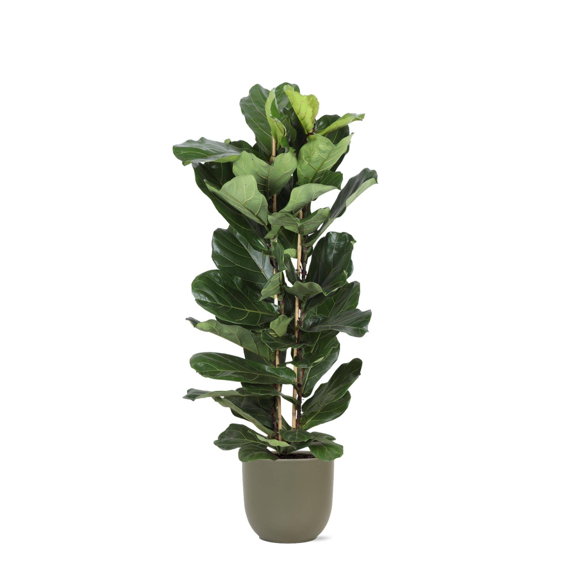 La Green Touch - Ficus Lyrata et son pot- La Green Touch Olive - Hauteur 140cm