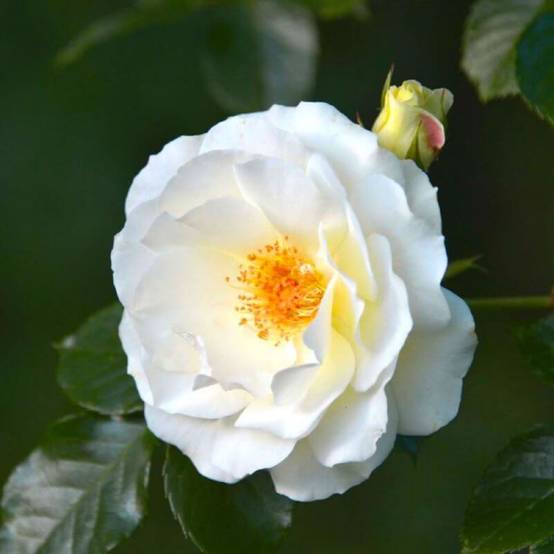 Rosier Grimpant 'Neige d'Avril' (Rosa 'Neige d'Avril') - Racines nues - Grimpant 60 à 80cm - Pépinières Naudet