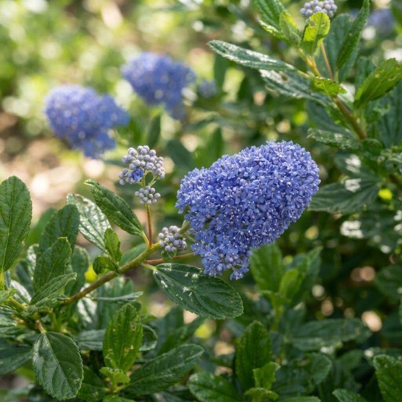 Céanothe 'Skylark' (Ceanothus thyrsiflorus 'Skylark') - Godet 9cm - Pépinières Naudet