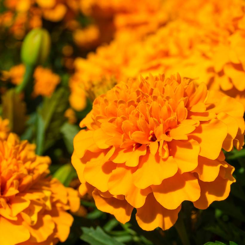 Graines de Œillet d'Inde nain Petite orange - Tagetes patula le sachet de 350 graines environ (1g)