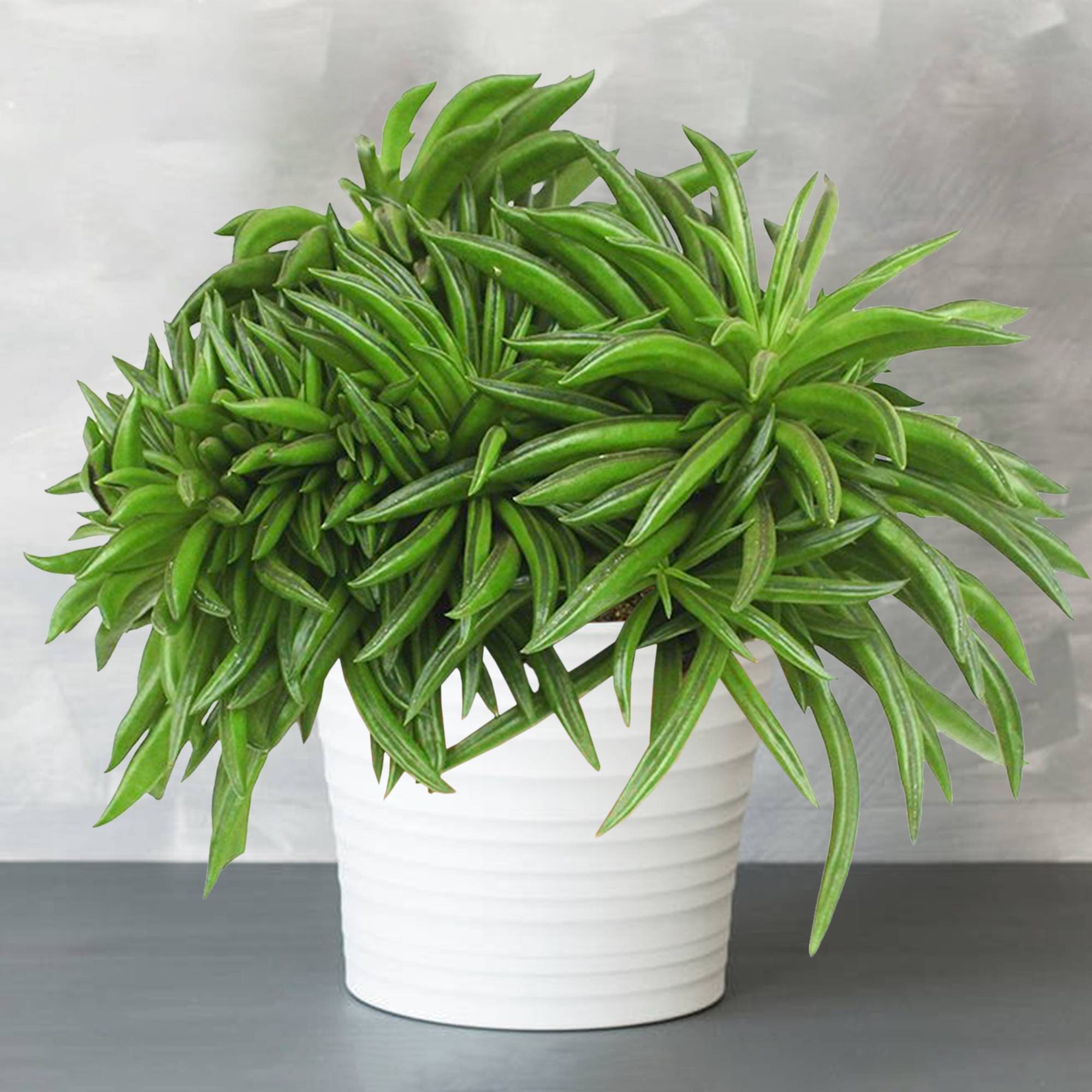 Gardenersdream - Peperomia Happy Bean Coloré | En Pot 15-25 Cm Plante Pour La Maison Ou Le Bureau - GardenersDream - Imagen 1
