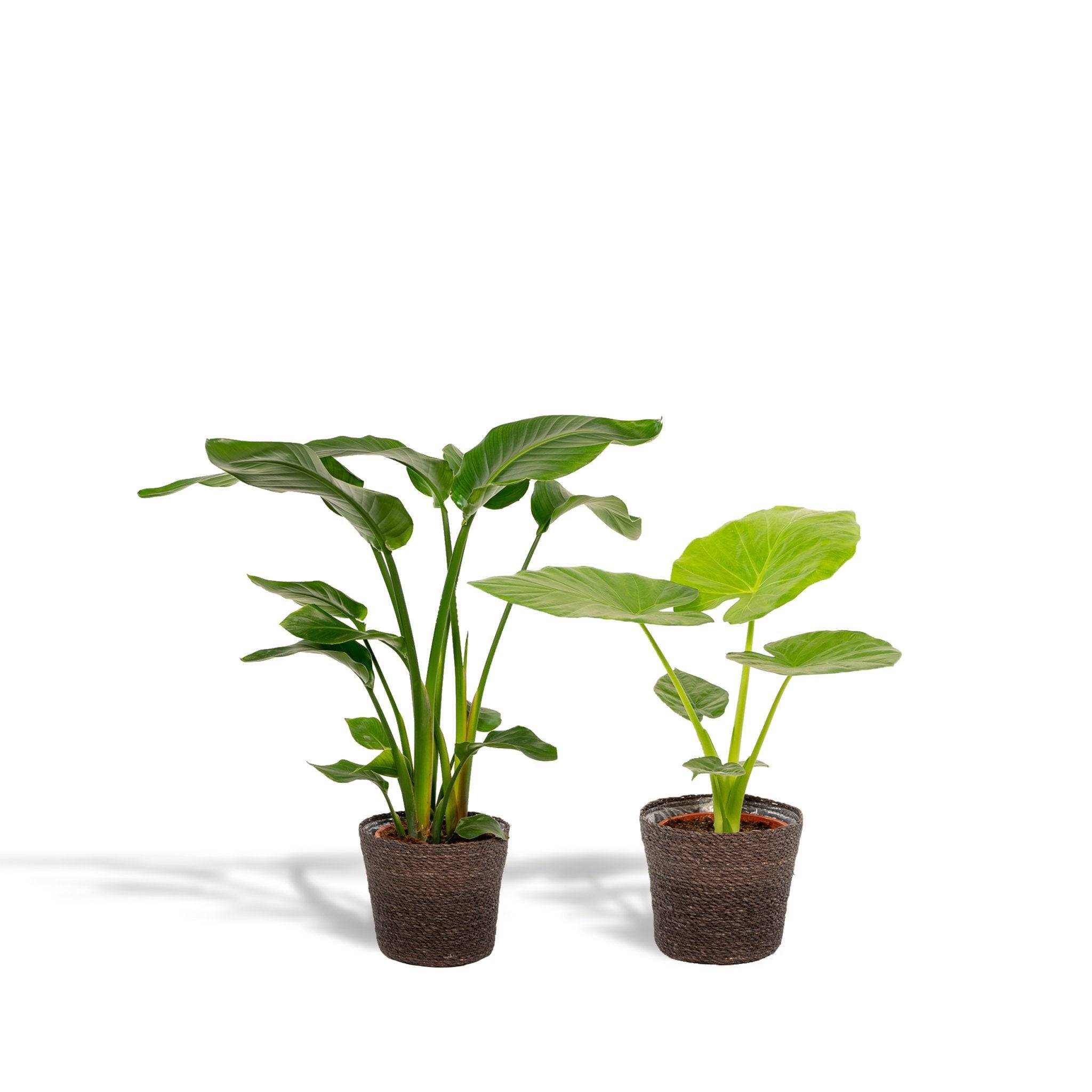 La Green Touch - Strelitzia Nicolai - Lot de 2 plantes - Coffret cadeau 80cm - Plante d'intérieur- La Green Touch - Imagen 3