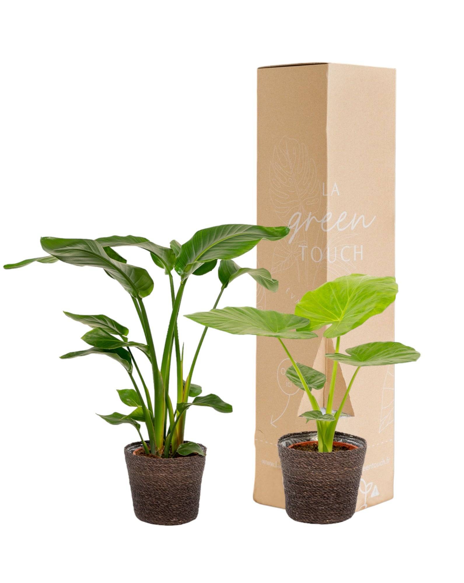 La Green Touch - Strelitzia Nicolai - Lot de 2 plantes - Coffret cadeau 80cm - Plante d'intérieur- La Green Touch - Imagen 2