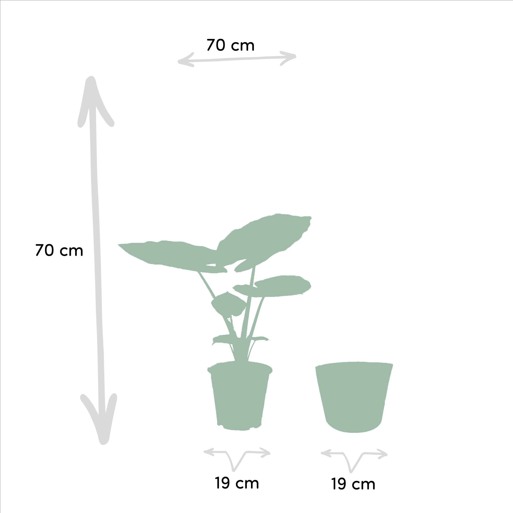 La Green Touch - Strelitzia Nicolai - Lot de 2 plantes - Coffret cadeau 80cm - Plante d'intérieur- La Green Touch - Imagen 6