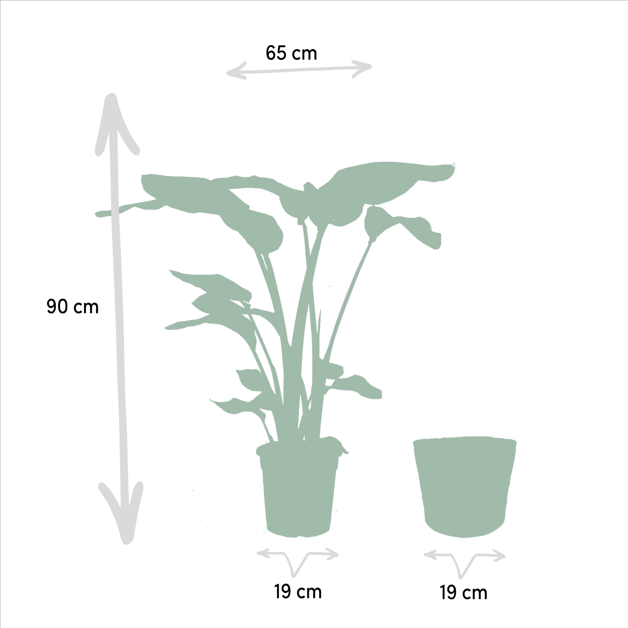 La Green Touch - Strelitzia Nicolai - Lot de 2 plantes - Coffret cadeau 80cm - Plante d'intérieur- La Green Touch - Imagen 7