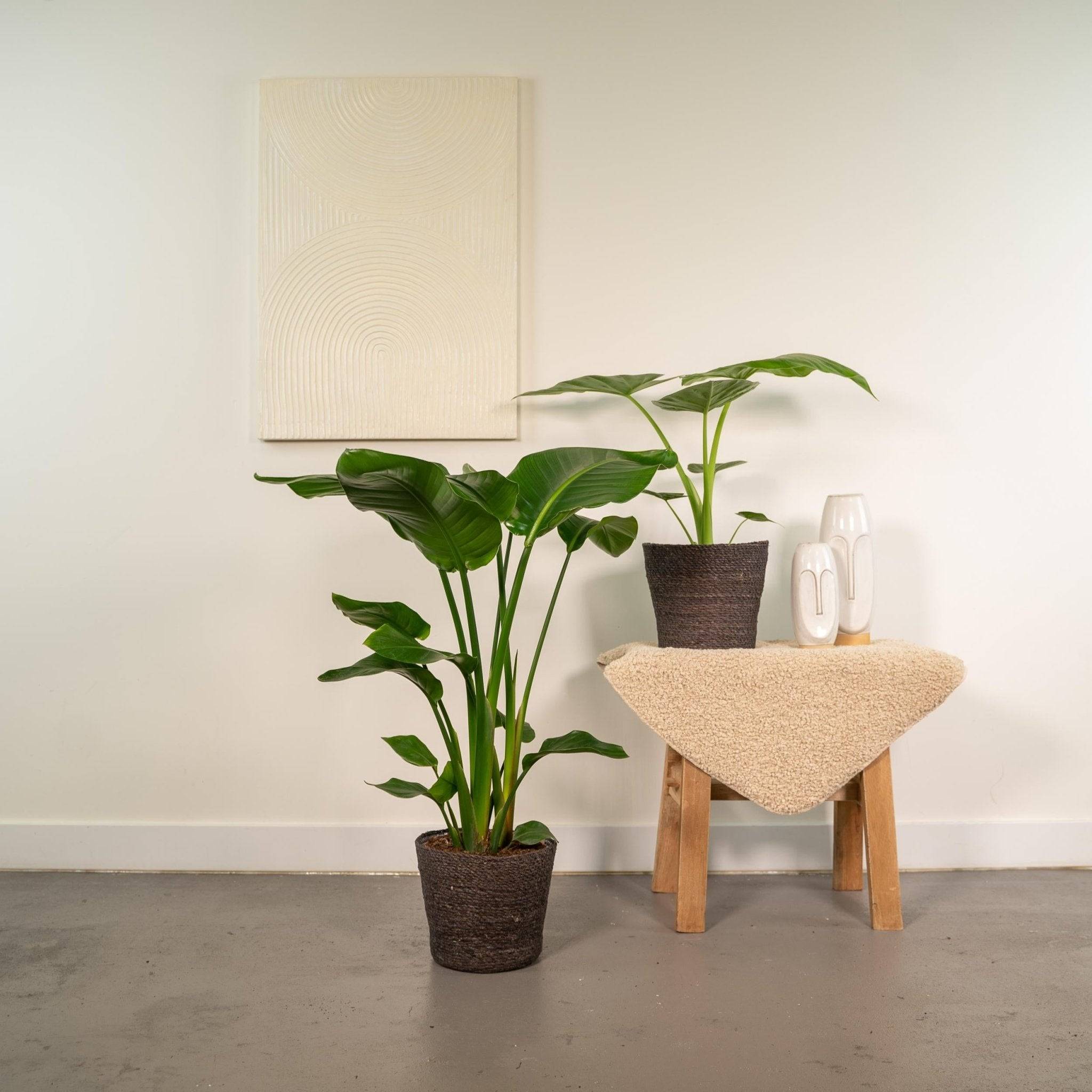 La Green Touch - Strelitzia Nicolai - Lot de 2 plantes - Coffret cadeau 80cm - Plante d'intérieur- La Green Touch - Imagen 4