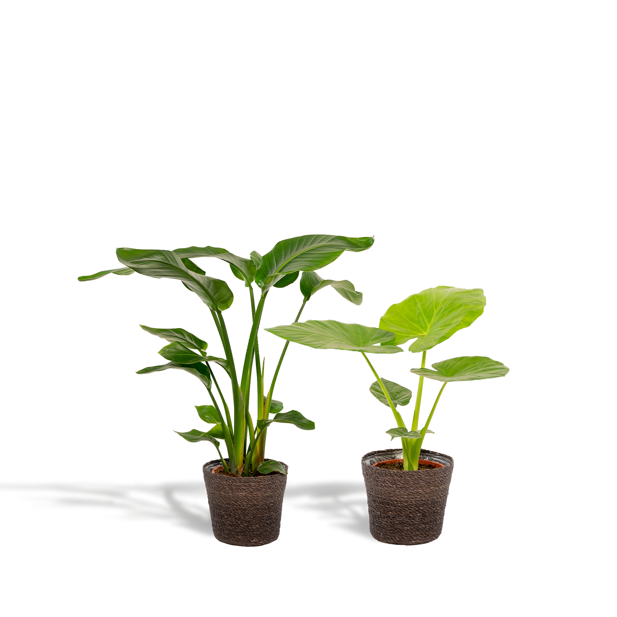 La Green Touch - Strelitzia Nicolai - Lot de 2 plantes - Coffret cadeau 80cm - Plante d'intérieur- La Green Touch - Imagen 1