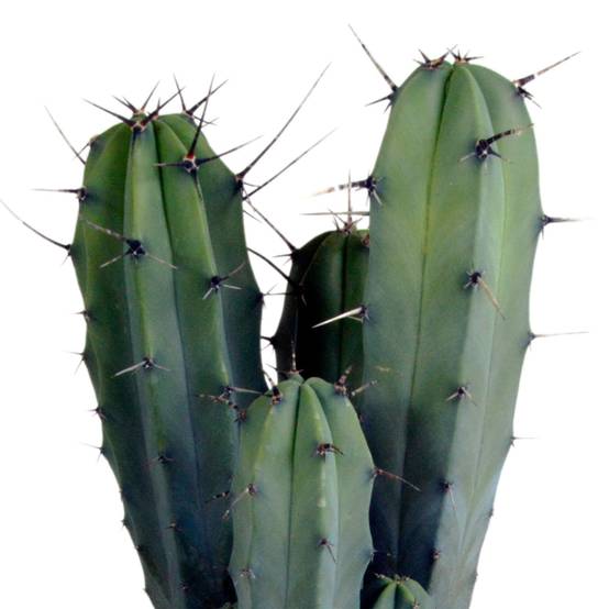 Myrtillocactus geometrizans - cactus d'intérieur- La Green Touch - Image 2
