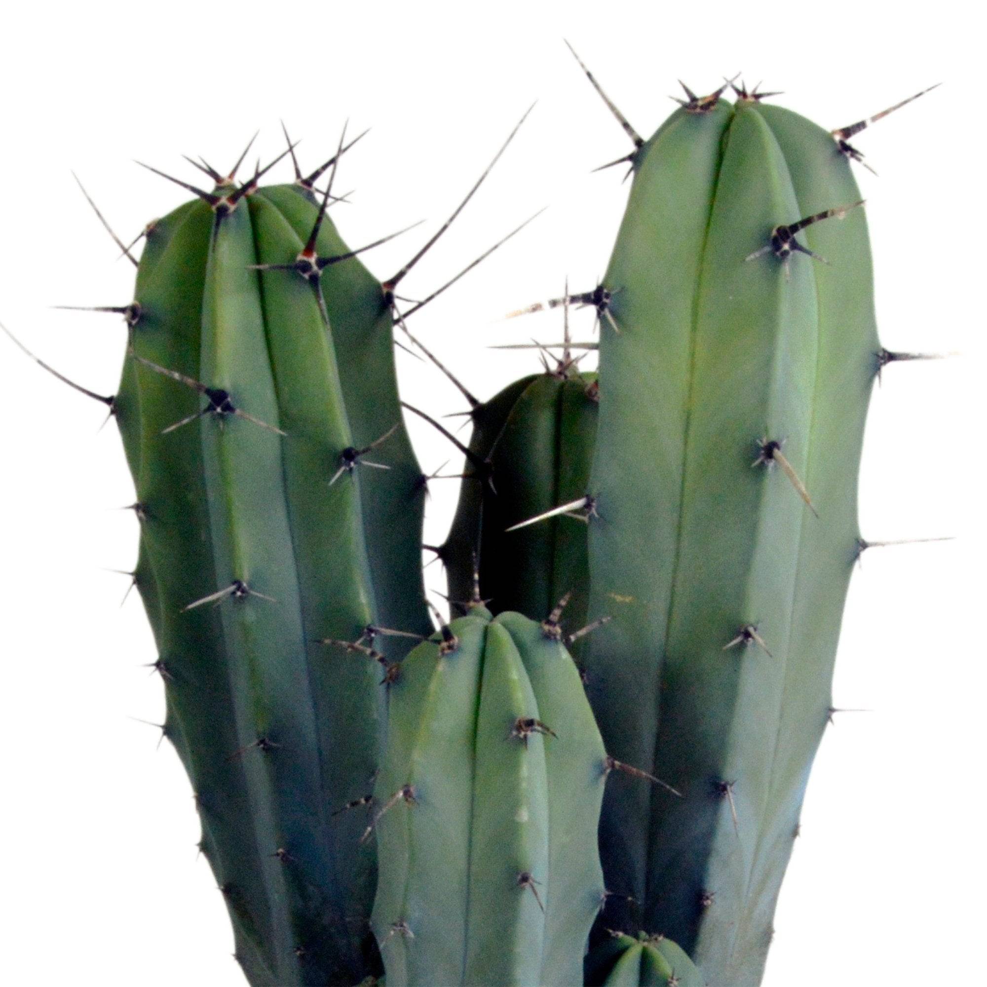 Myrtillocactus geometrizans - cactus d'intérieur- La Green Touch - Image 2