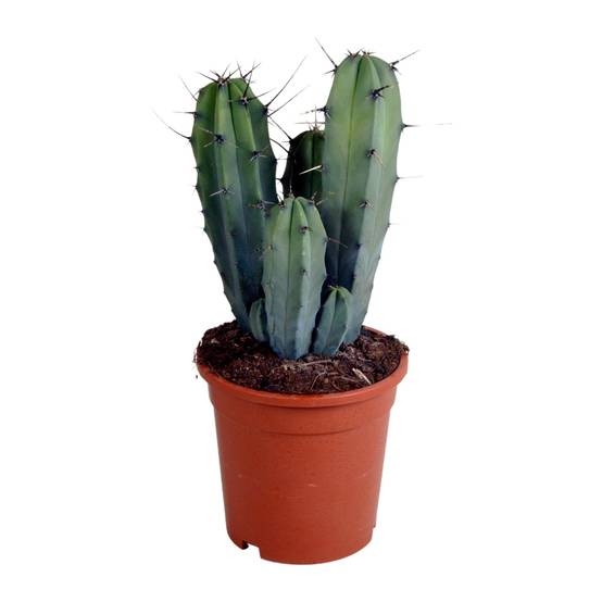 Myrtillocactus geometrizans - cactus d'intérieur- La Green Touch - Image 1