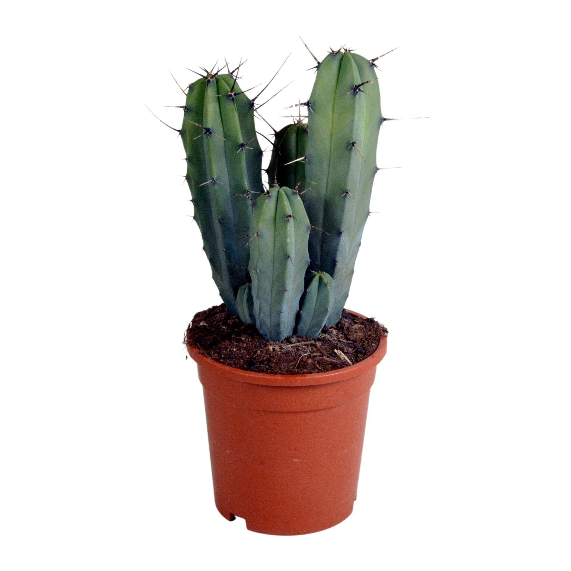 Myrtillocactus geometrizans - cactus d'intérieur- La Green Touch - Image 1