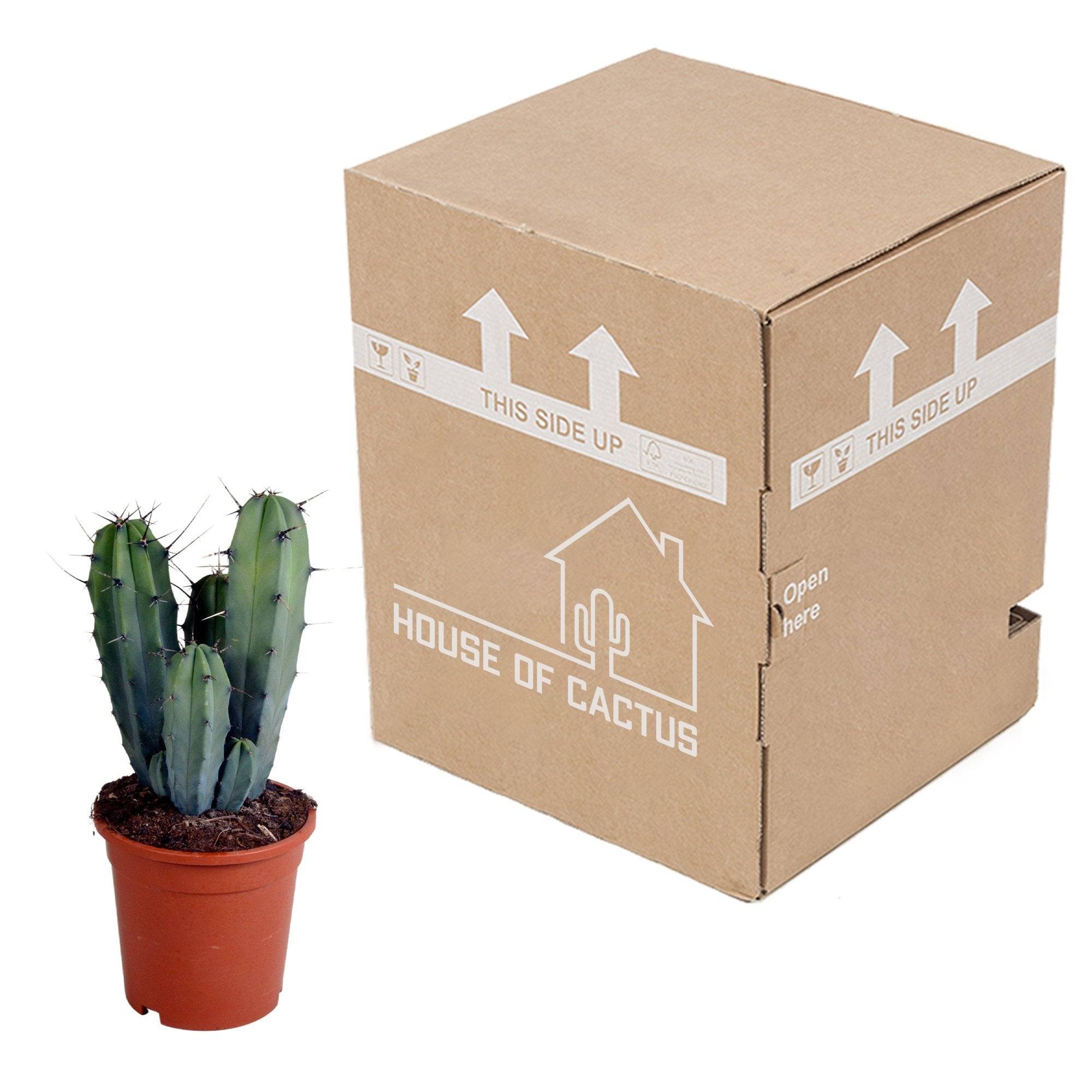 Myrtillocactus geometrizans - cactus d'intérieur- La Green Touch - Image 4
