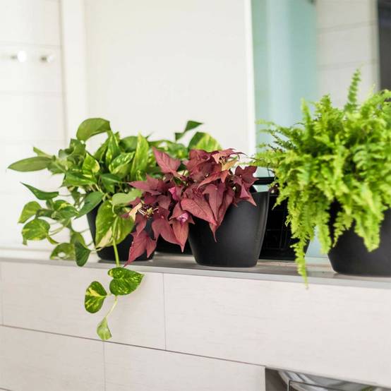 Pack de 3 pots muraux CitySens noirs avec arrosage manuel - Image 3