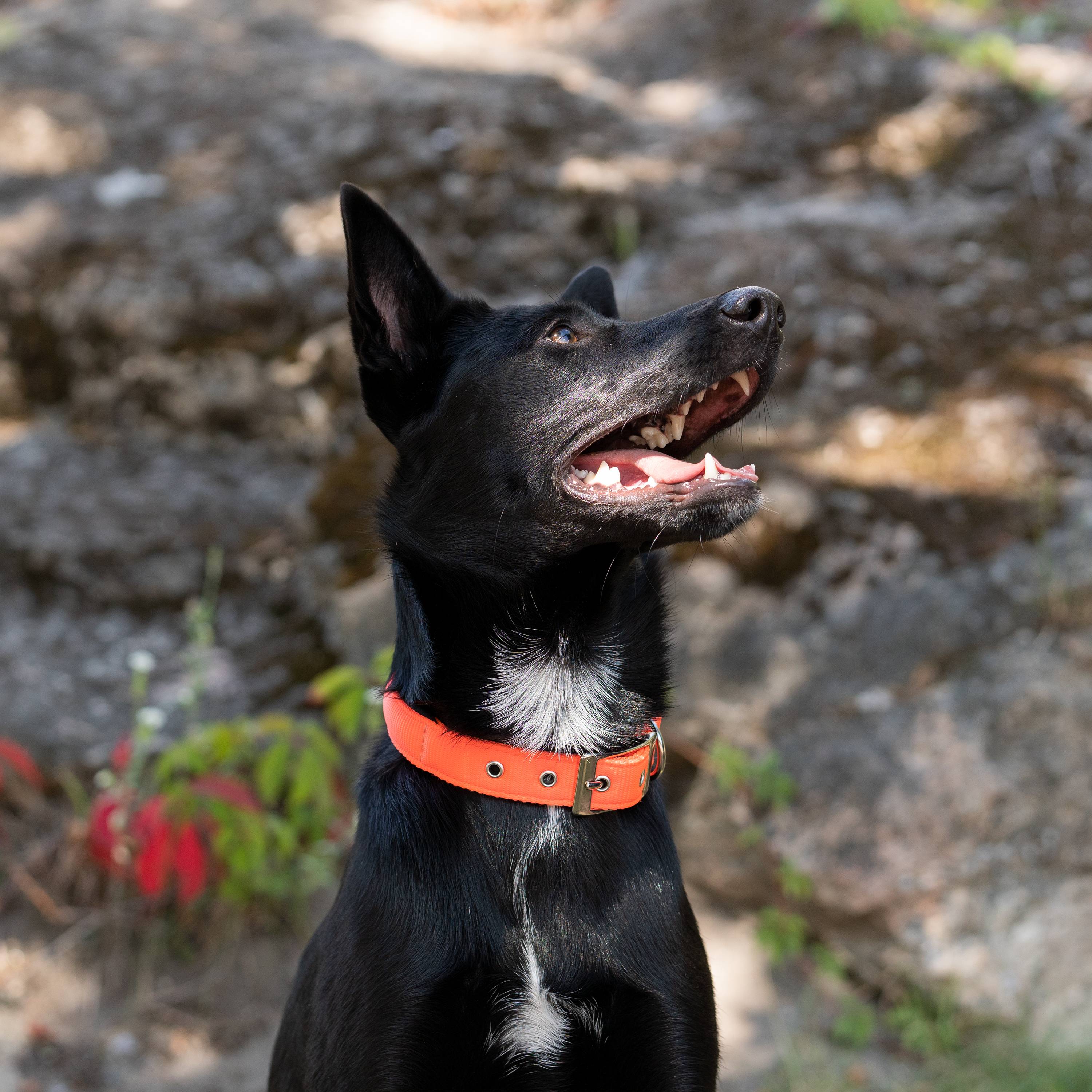 Ferplast - Collier chien chiens nylon souple rembourrage FERPLAST DAYTONA différentes tailles et couleurs - Imagen 3