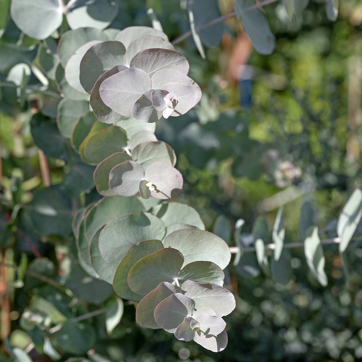 Graines d'Eucalyptus cinerea Silver Dollar - Gommier cendré le sachet de 15 graines environ