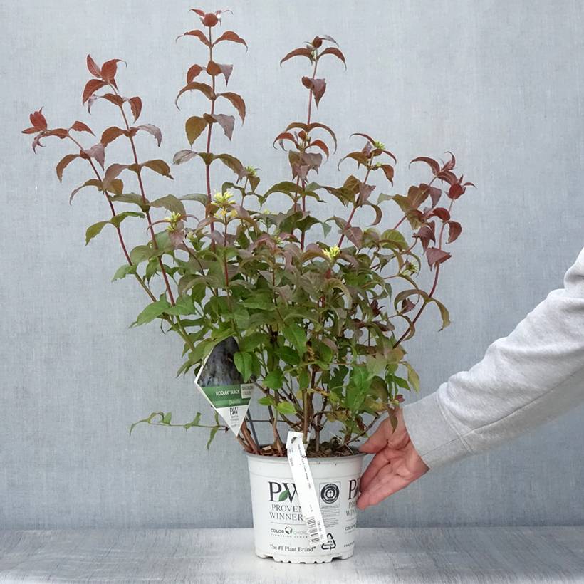 Diervilla Kodiak Black Pot de 2L/3L - Image 2