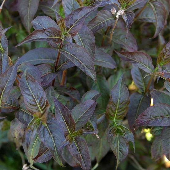 Diervilla Kodiak Black Pot de 2L/3L - Image 1