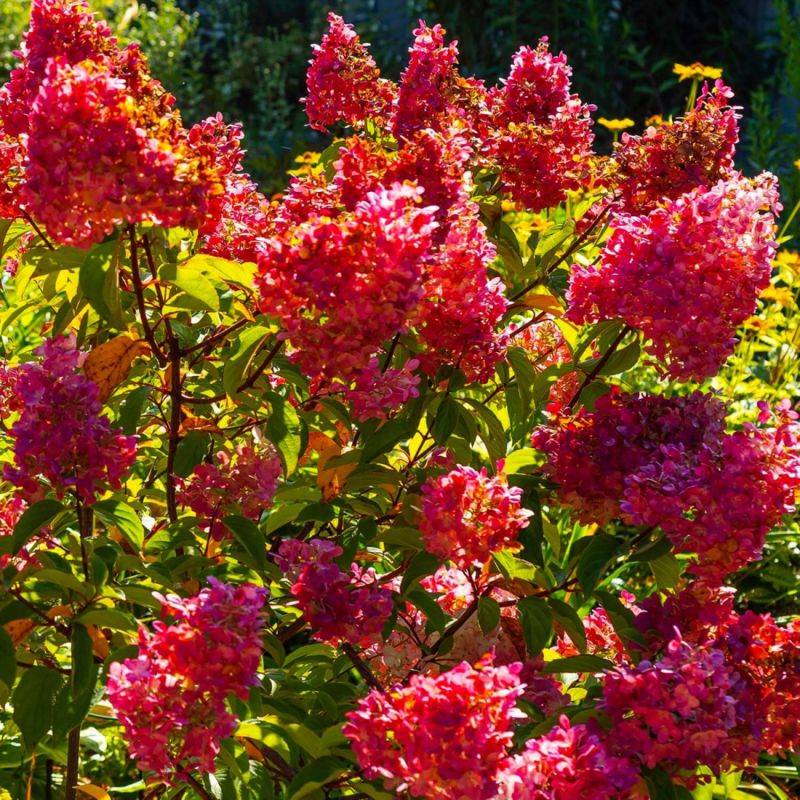 Hortensia Paniculé 'Diamant Rouge' (Hydrangea Paniculata) - Godet - Taille 13/25cm - Pépinières Naudet - Imagen 1