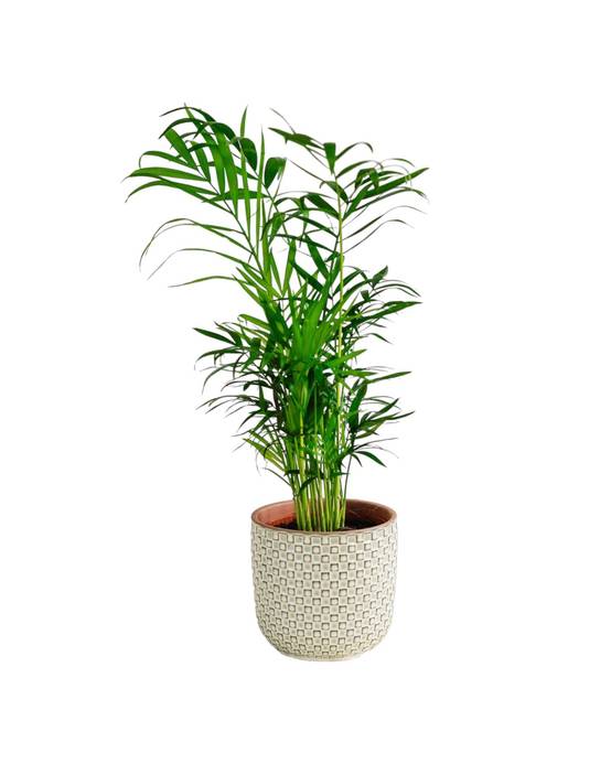 La Green Touch - Chamaedorea Elegans 40cm - Plante d'intérieur- La Green Touch - Image 2