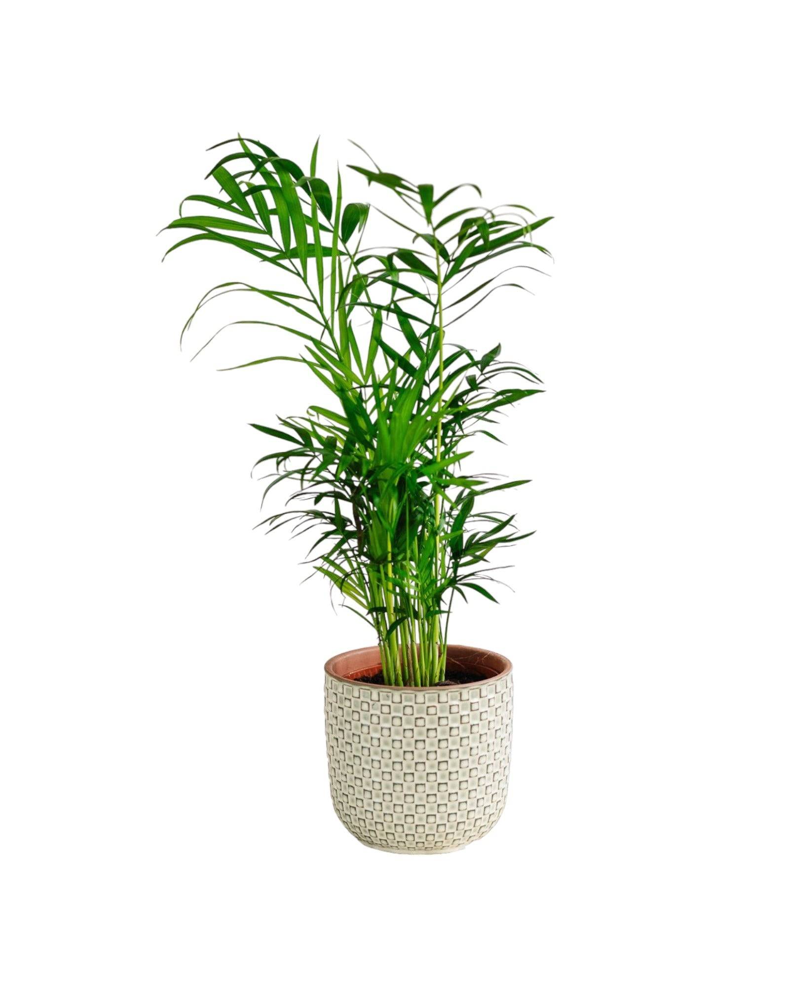 La Green Touch - Chamaedorea Elegans 40cm - Plante d'intérieur- La Green Touch - Image 2