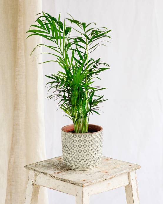 La Green Touch - Chamaedorea Elegans 40cm - Plante d'intérieur- La Green Touch - Image 1