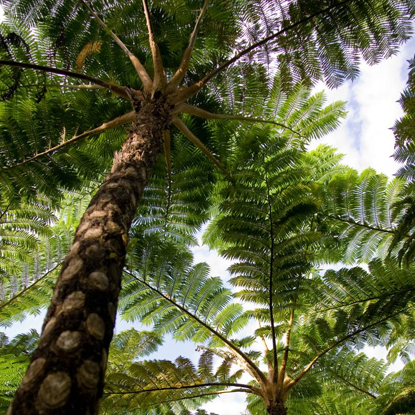 Cyathea lunulata - Fougère arborescente Pot de 4L/5L
