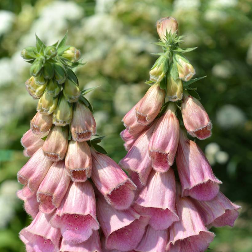 Graines de Digitale mertonensis Summer King le sachet de 80 graines environ (0,02g)