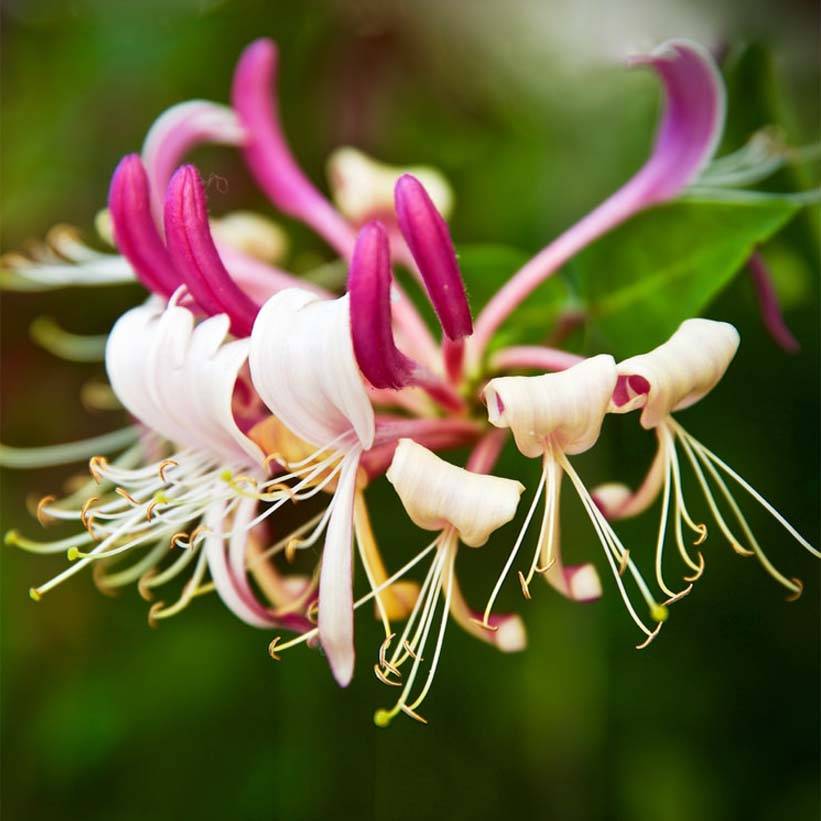 Promesse de Fleurs - Chèvrefeuille du Japon - Lonicera japonica Sinensis Pot de 2L/3L