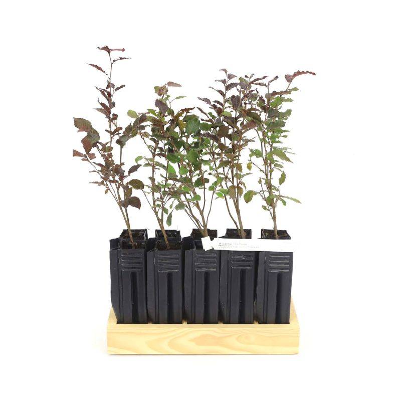 10 Hêtre Pourpre (Fagus Sylvatica Atropurpurea) - Haie de Hêtre Pourpre -  - Pépinières Naudet - Imagen 3