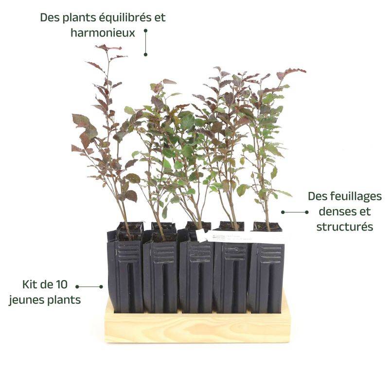 10 Hêtre Pourpre (Fagus Sylvatica Atropurpurea) - Haie de Hêtre Pourpre -  - Pépinières Naudet - Imagen 4