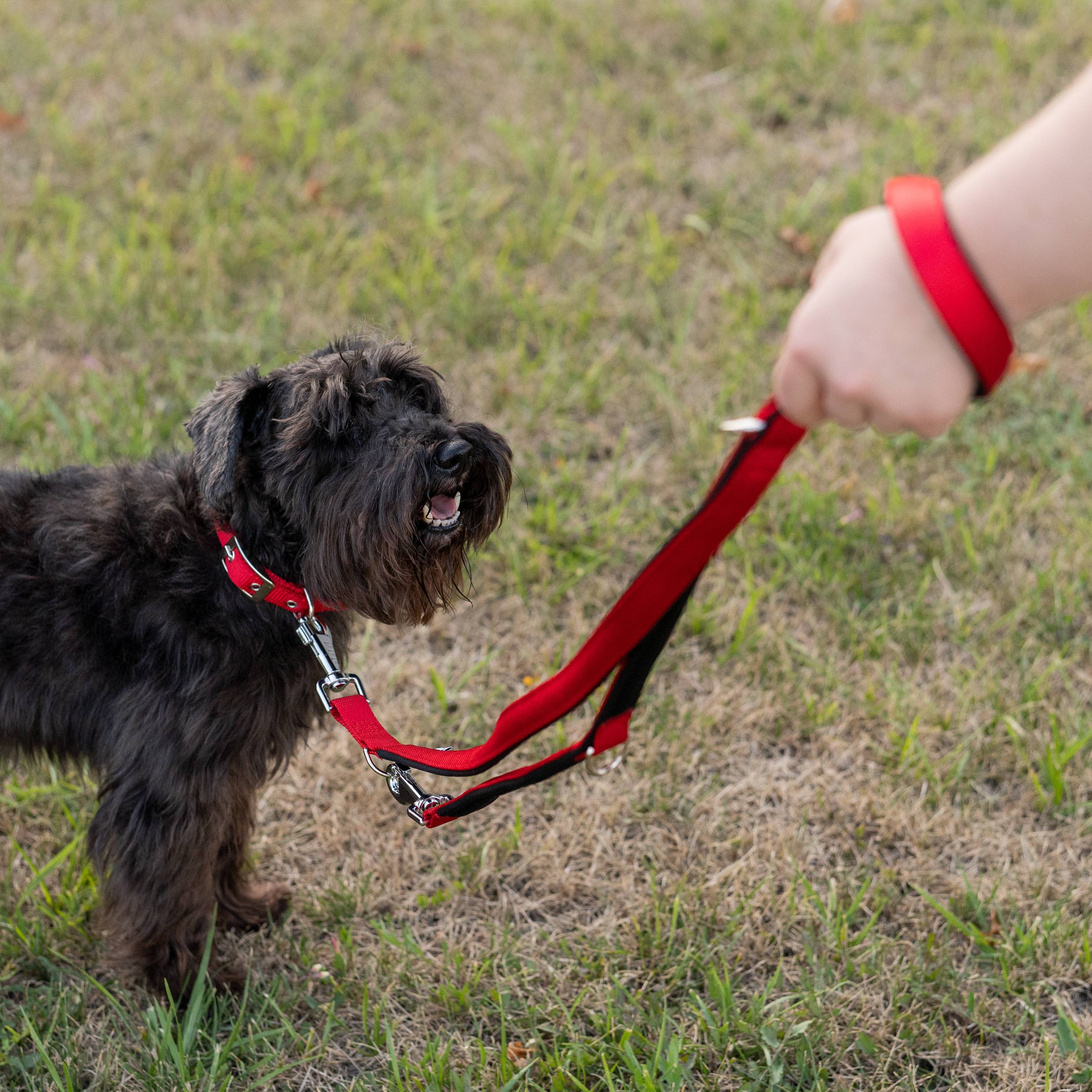Ferplast - Ferplast laisse pour chien Daytona, laisse pour chien taille moyenne, 200 cm, laisse de dressage avec poignée rembourrée confortable et mousqueton en - Imagen 3