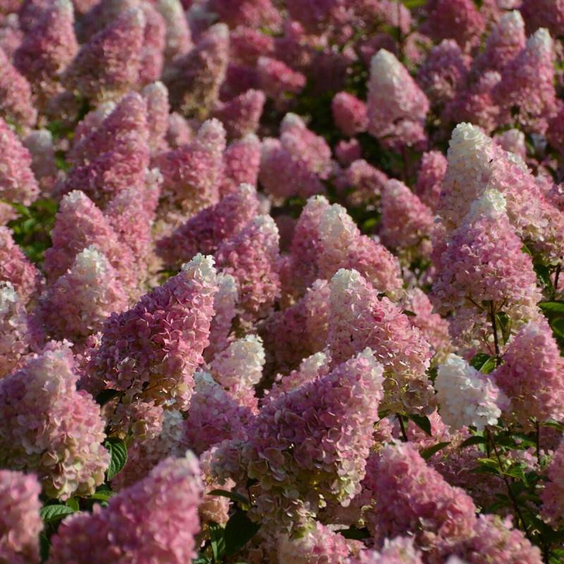 Hortensia paniculata Vanille Fraise® 'Renhy', Hydrangea paniculata à fleurs Blanche/Rose - feuillage Caduc - Pot de 7,5L - 60/80 cm