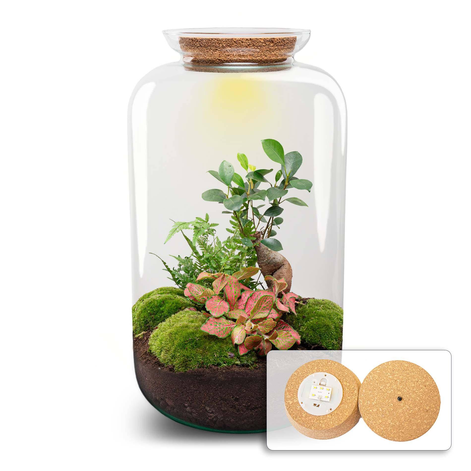 Terrarium à composer bouteille en verre recyclé - Ø23-H43cm - avec kit 4 outils - Ficus Ginseng - Terrarium DIY - Image 2