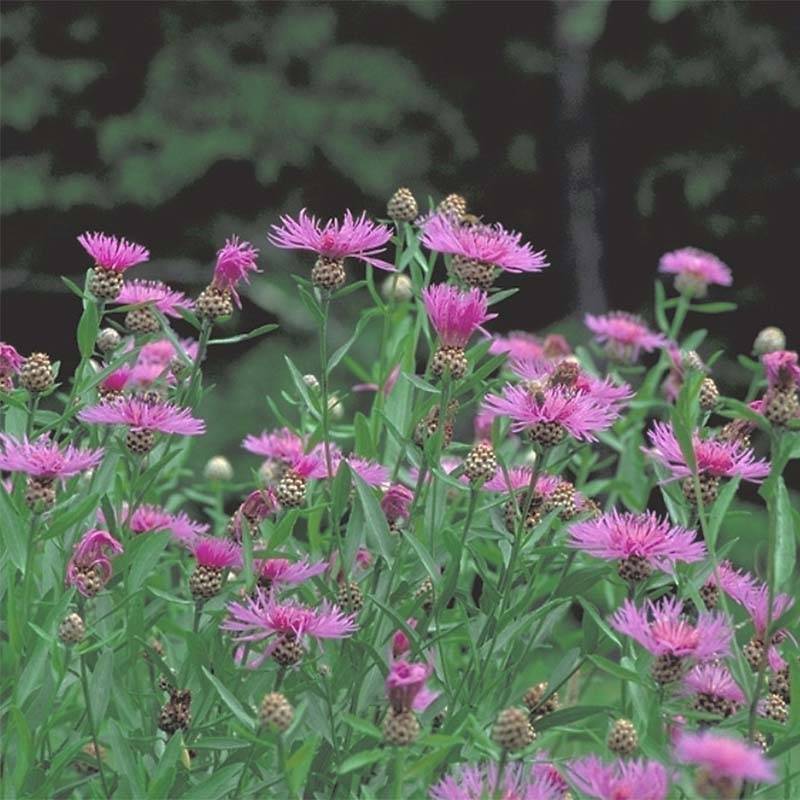 Centaurea jacea - Centaurée jacée Godet de 8/9 cm