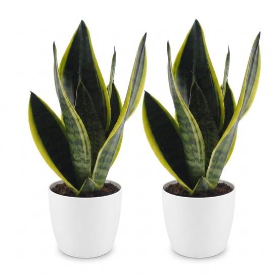 La Green Touch - Sansevieria Future Superb - Langue de belle-mère - Lot de 2 plantes - Avec cache-pot blanc - Pot Ø12 cm, H 35 cm - Image 2
