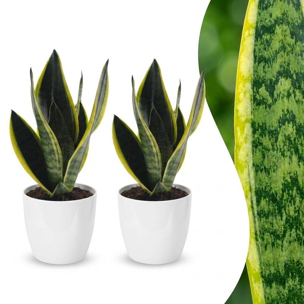 La Green Touch - Sansevieria Future Superb - Langue de belle-mère - Lot de 2 plantes - Avec cache-pot blanc - Pot Ø12 cm, H 35 cm - Image 1