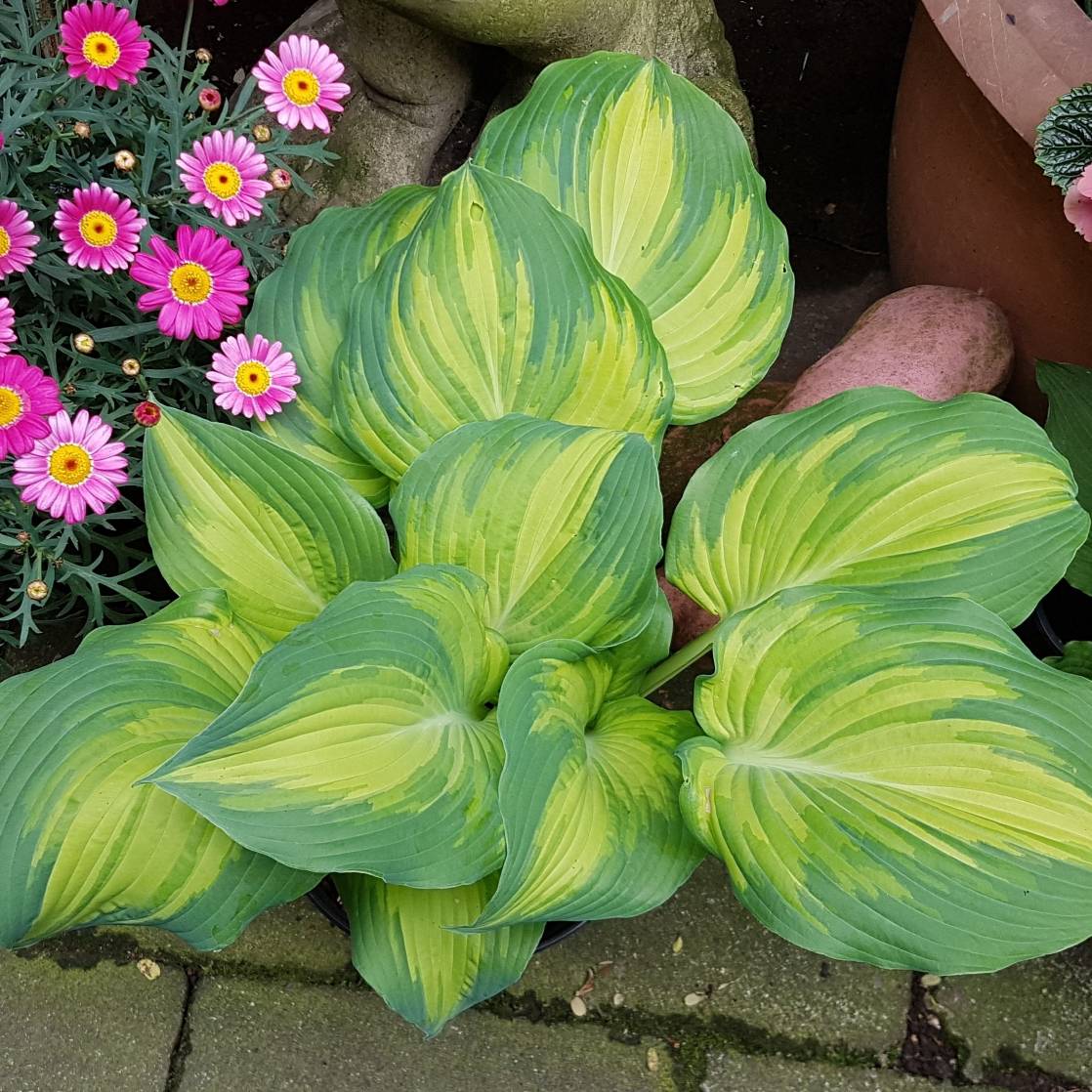 Promesse de Fleurs - Hosta The Queen Pot de 1,5L/2L