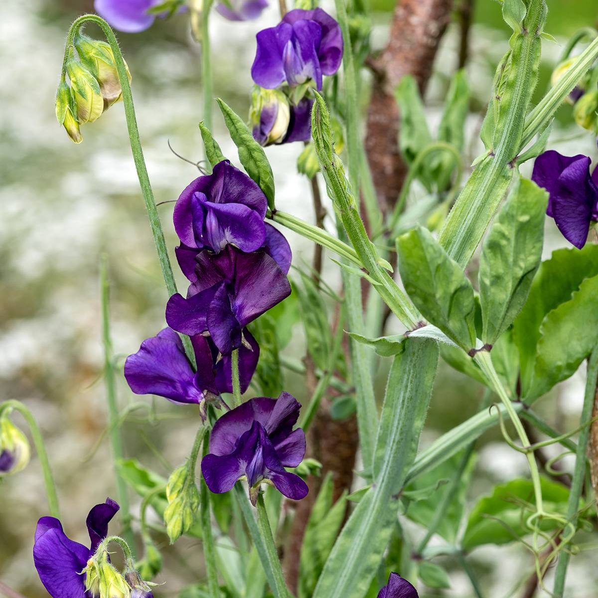 Graines de Pois de senteur Blue Velvet - Lathyrus odoratus le sachet de 30 graines environ (3g)
