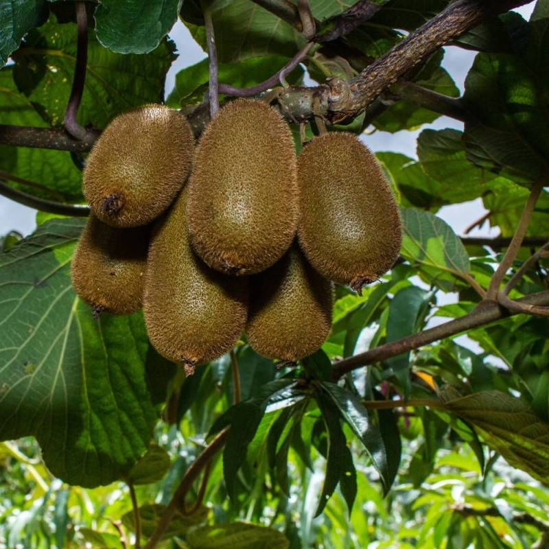 Kiwi Hayward (Femelle) à fleurs Blanche - feuillage Caduc - Godet - 5/20 cm-  hauteur à maturité De 3,00 m à 5,00 m - Imagen 6