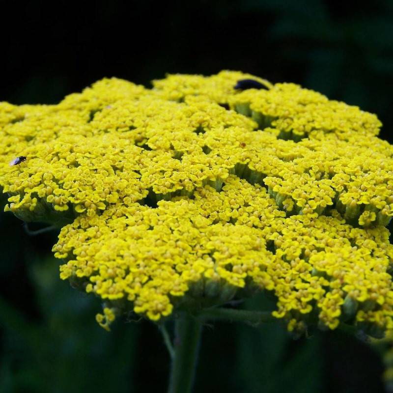 Achillée Moonshine à fleurs Jaune/ - feuillage Caduc - Godet - 5/20 cm - Imagen 1