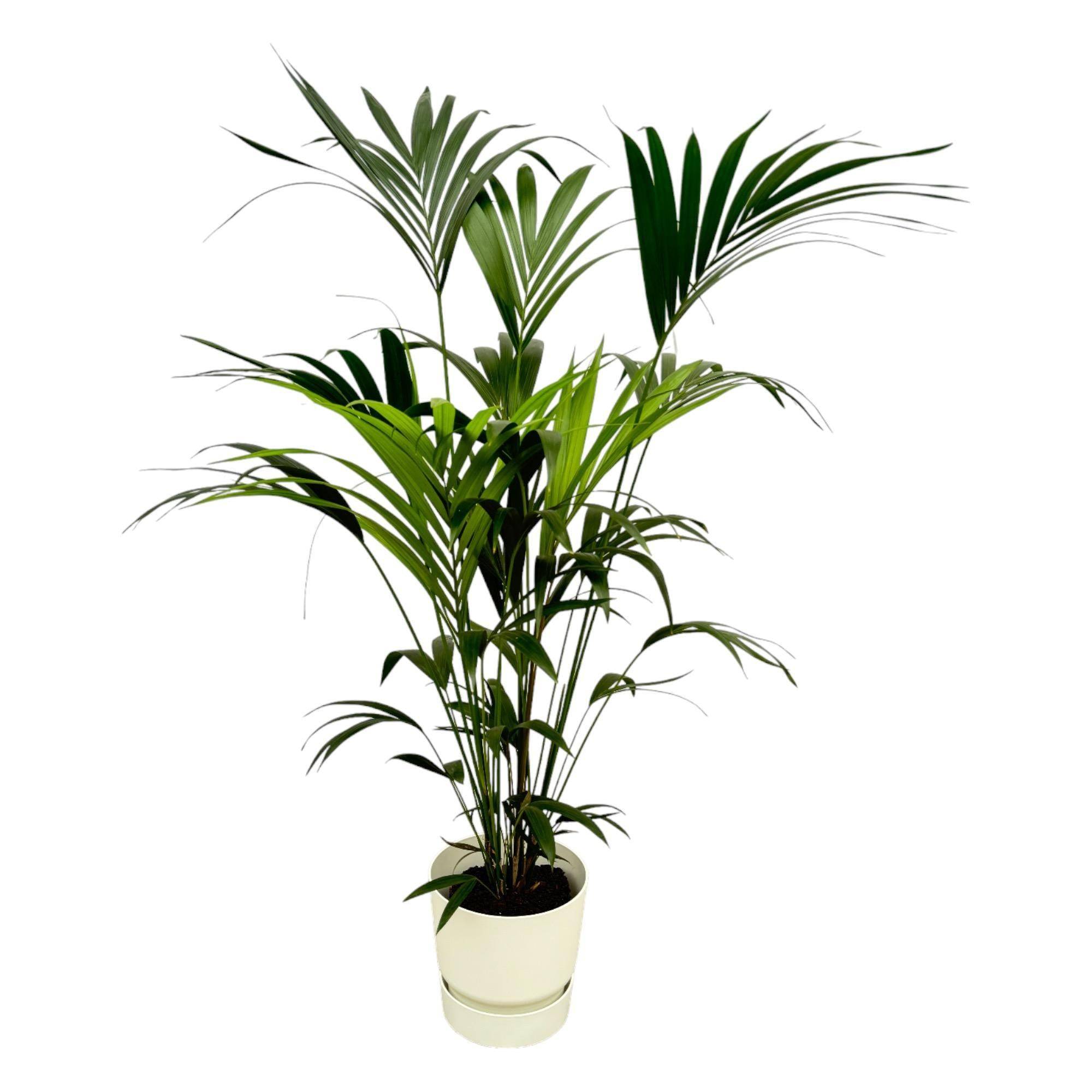 La Green Touch - Palmier Kentia et son pot - Blanc + Reservoir - Image 1